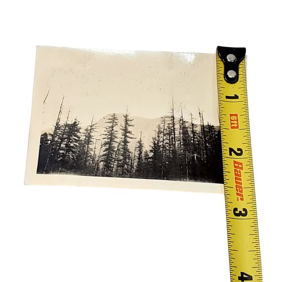 Vtg B&W Photo Found 1940 Alberta Canada Mountain Tree Tops Scenery Snapshot - Picture 3 of 4